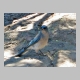 http://www.holyowned.us/Benson_06/chiricahua_042.jpg