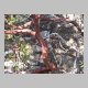 http://www.holyowned.us/Benson_06/chiricahua_052.jpg